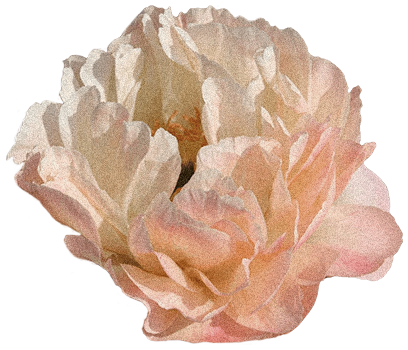 Pink flower overlay 