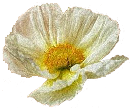 White floral overlay graphic for Gosha Flowers